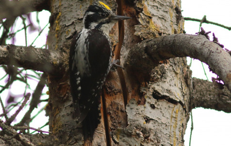Tripirstis.genys.01_foto-Renatas.Jakaitis.JPG