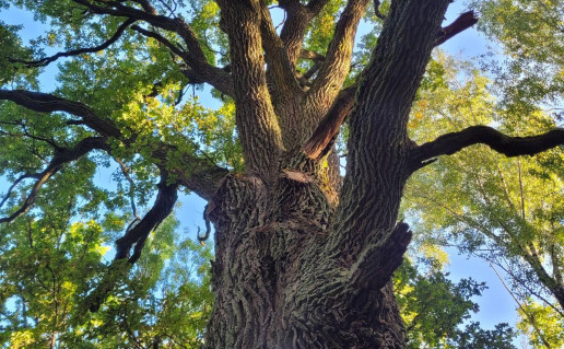1_Didysis_sirvinto_azuolas_2022_09_16_3.jpg